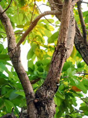Brass mist nozzles or sprinklers for spraying water spray on trees. Mist nozzle water spraying system for tree on a hot summer day.  Watering plants system in gardens with green plants as background.