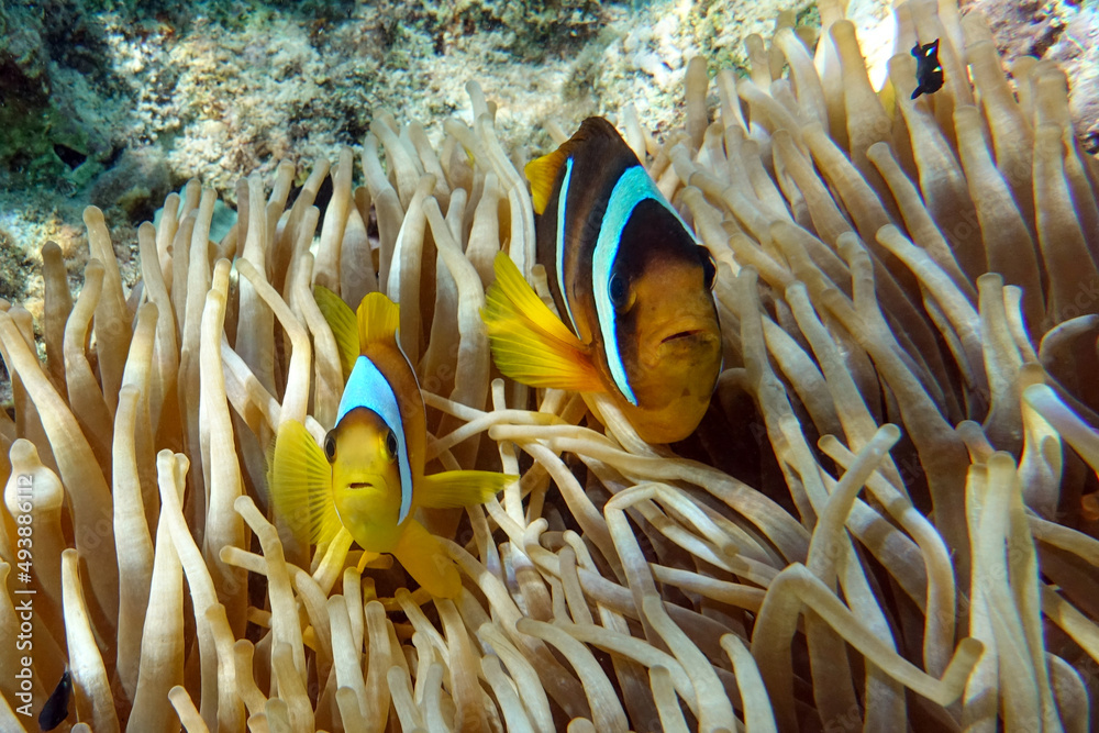 Wall mural Red sea clown fish, male and female- Amphiprion bicinctus