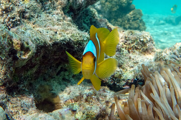 Naklejka na ściany i meble Red sea clown fish - Amphiprion bicinctus