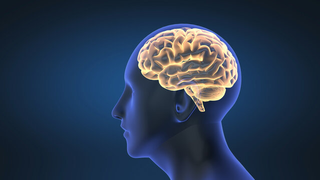 close up of the brain, medical animation