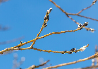 Buds on willow branches in nature.