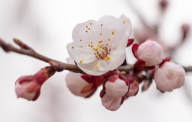 Flowers on the apricot tree.