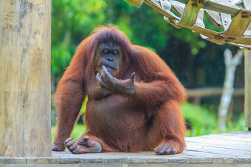 orangutans or pongo pygmaeus is the only asian great found on the island of Borneo and Sumatra