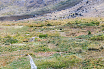 birds cusco mountains montañas aves cusco