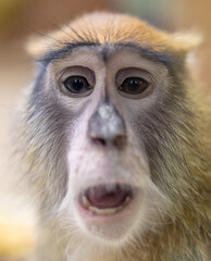 Monkey portrait in the zoo.