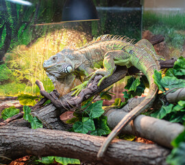 Chameleon at the zoo. Close-up