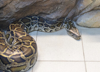 Big snake in the zoo.