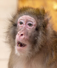 Monkey portrait in the zoo.