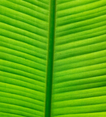 Green banana leaf as a background.