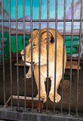 Portrait of a lioness in zoo.