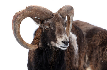 Mountain goat portrait isolated on white