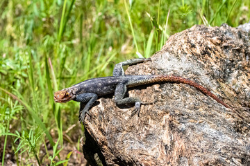 A common agama, Agama agama, blue and orange lizard in Namibia
