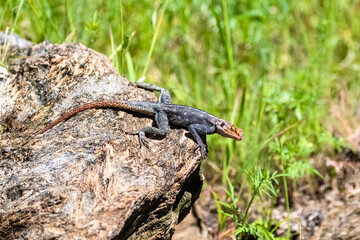 A common agama, Agama agama, blue and orange lizard in Namibia
