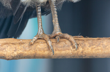Peacock paws on a tree branch in the park.