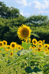 More strongly extracted sunflowers