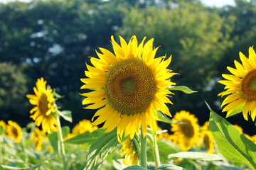 Let's enjoy summer like these sunflowers.