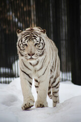 white tiger walking in snow