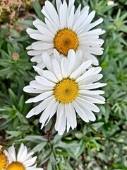 Obraz premium daisies in a garden