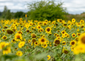 Obraz premium bright autumn landscape with sunflower field, yellow sunflower flower fragments, autumn