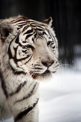 close up portrait of white tiger walking in snow