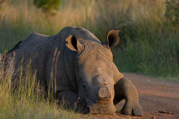 White Rhinoceros (Ceratotherium simum), Pilanesberg Nature Reserve, South Africa