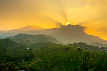 Amazing sunset view over the mountains, Munnar Nature scenery beautiful Tea Plantation during sunset