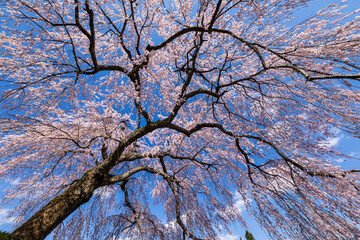 飛騨萩原の桜  四美のシダレザクラ