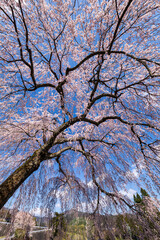 飛騨萩原の桜  四美のシダレザクラ