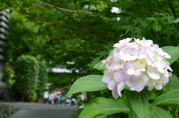 京都　善峯寺に咲く紫陽花