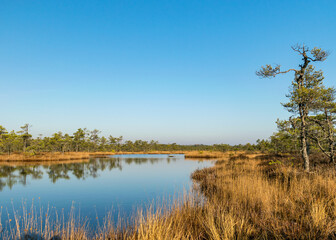 blue sky is reflected in a calm bog lake, bog pines surround the lake shore, bog-specific plants, grass, moss lichens, autumn colors