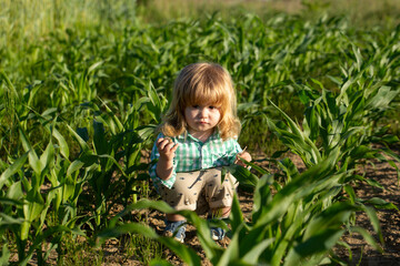 Baby on corn farm field, outdoors. Child having fun with farming and gardening of vegetable, harvest. Baby child enjoy the summer on the nature in the park outdoor. Little farmer.