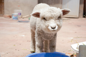 Obraz premium sheep pet farm house cusco