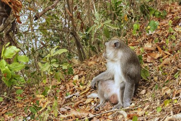 Monkey in the forest trying to pose as a model