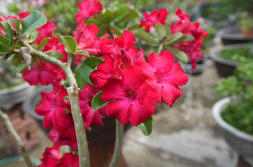 Closeup Red adenium flower (Desert Rose flower) for home flower garden decoration.