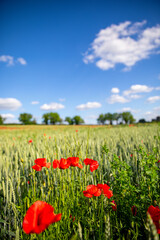 Fleurs de coquelicots au printemps dans les champs de blé.