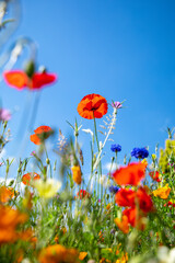 Fototapeta na wymiar Coquelicot et fleur dans un jardin au printemps sous le soleil.