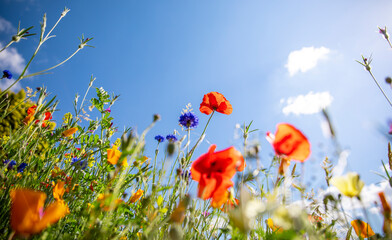 Fototapeta na wymiar Coquelicot et fleur de printemps dans les champs au soleil.