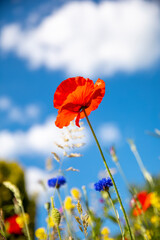 Fleurs de printemps et coquelicot rouge dans les champs.