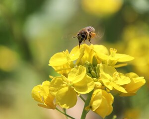 蜜蜂が黄色い花の花粉を集める