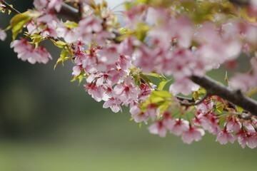 Obraz premium 日本の春の花、河津桜