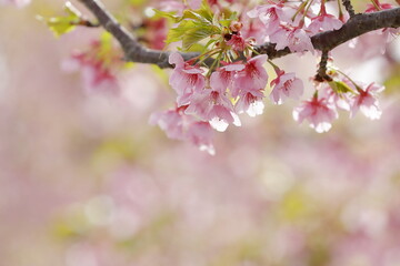 Fototapeta na wymiar 日本の春の花、河津桜