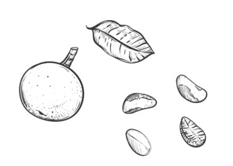 Hand drawn black and whitesketch: brazil nut, leaves. Vector illustration.