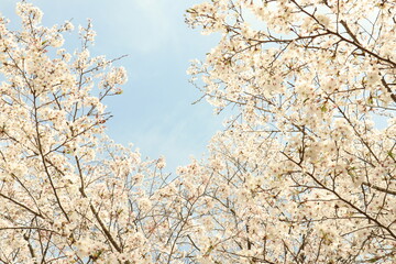 満開の桜