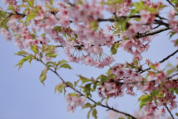 日本の春の花、河津桜