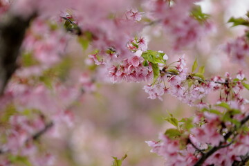 日本の春の花、河津桜