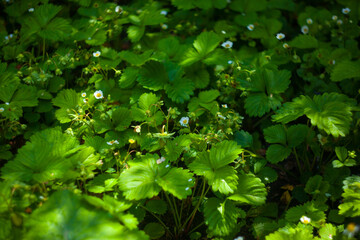 Fototapeta na wymiar Green strawberries growing on a plant close up. Wild strawberry leaves Strawberry bush Green foliage texture. plants background.