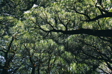 Green crowns of trees, view from below