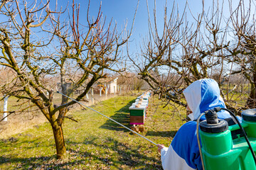 A back view on gardener who is wearing protective overall sprinkles fruit trees with long sprayer in the orchard