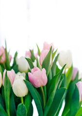 Obraz na płótnie Canvas Pink and white tulip flower background, sweet love, spring season, decoration flower
