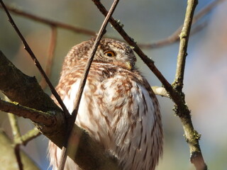The Eurasian pygmy owl (Glaucidium passerinum) is the smallest owl in Europe. It is a dark reddish to greyish-brown, with spotted sides and half of a white ring around the back of the neck.